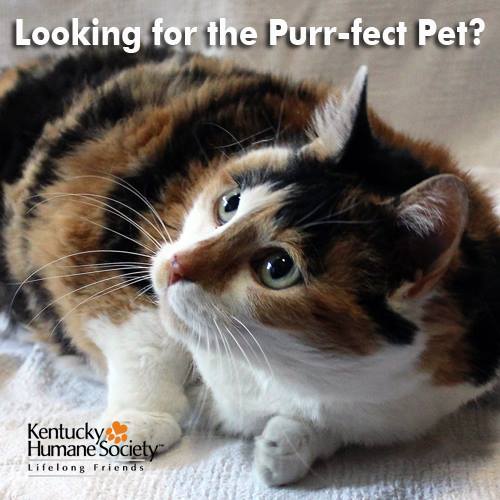 kyhumane's tweet photo. Now is the purr-fect time to adopt a feline friend. All @kyhumane cats 4 months &amp; older have NO adoption fee from now til 7/29! https://t.co/bQt0ISBVvM