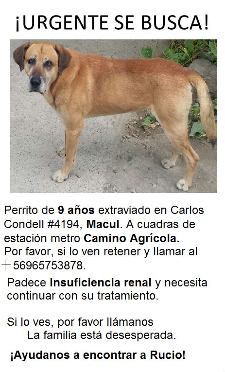 #extraviadoensantiago #macul RT por favor padece de una insuficiencia renal y necesita sus medicamentos