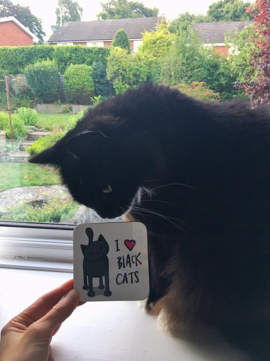 boxmnstr's tweet image. Pompom likes my coaster by @doodlecats 😻 #loveatfirstsniff