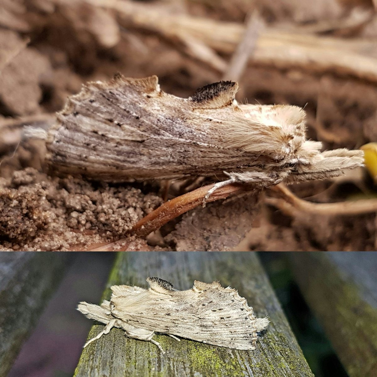 paulasykes1971's tweet photo. Couple more photos of the #paleprominent Moth https://t.co/SaMkhGuhcn