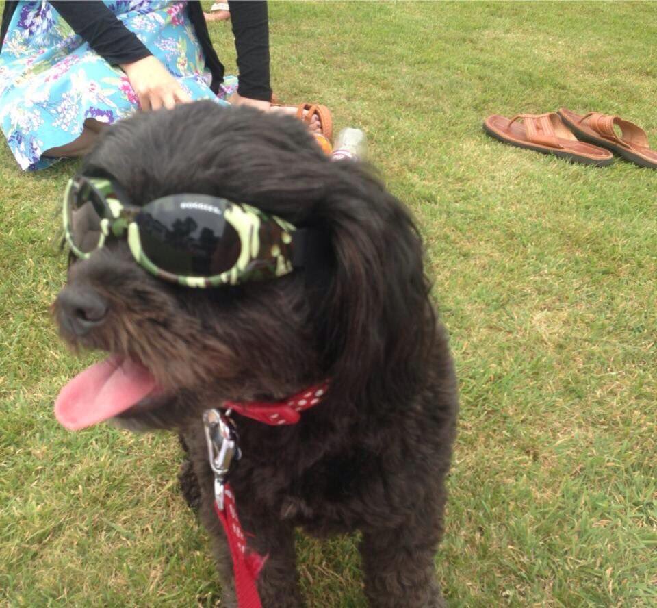 Bollidog's tweet photo. Oh and I'm sun savvy this was Waltham Tea Gardens, just a nice walk from home. When I'm dapper tweeps feed me! #LincsHour https://t.co/JtvKF8eR2i