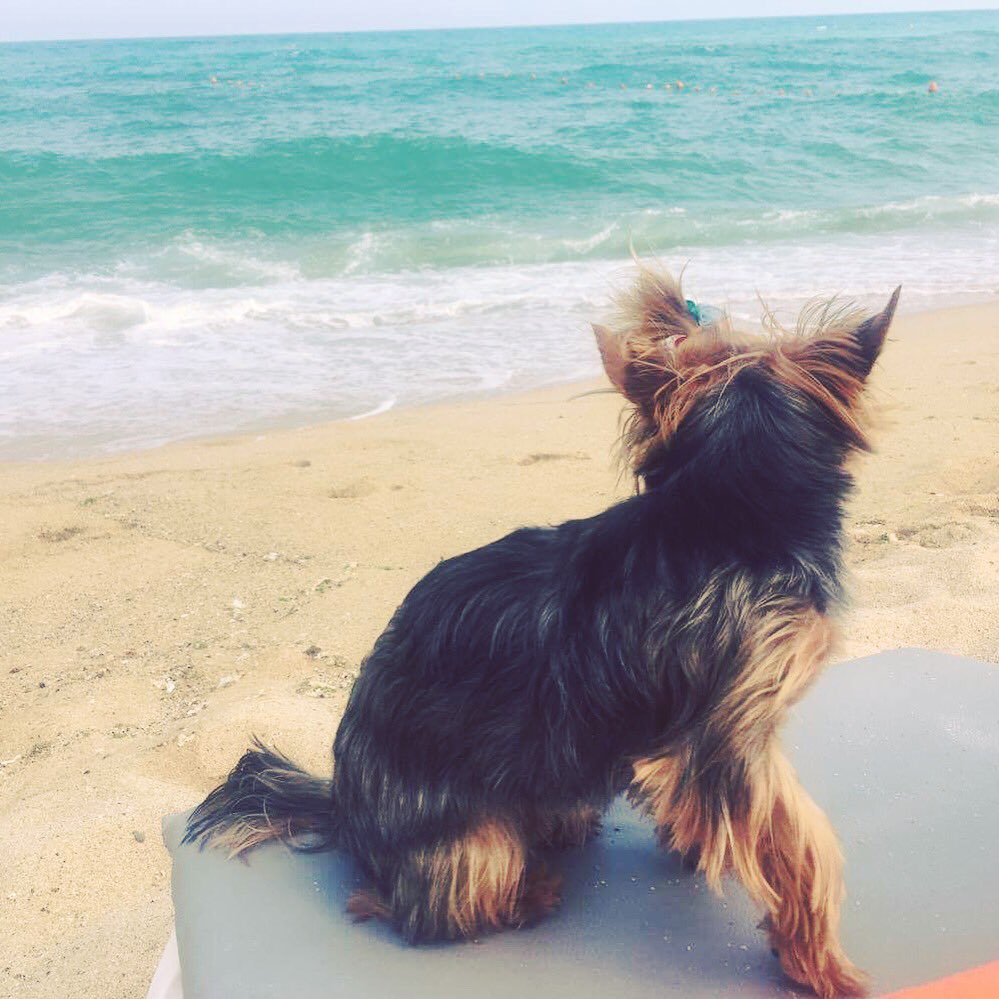 Yorkie Life tweet media