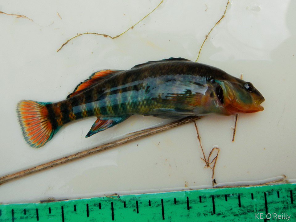 DrKatfish's tweet photo. @jenniferltank @INWatershed Don't let Shatto's looks deceive you: it's home to a pretty diverse community of fish, including this very handsome rainbow darter! https://t.co/WNnY41vXJa