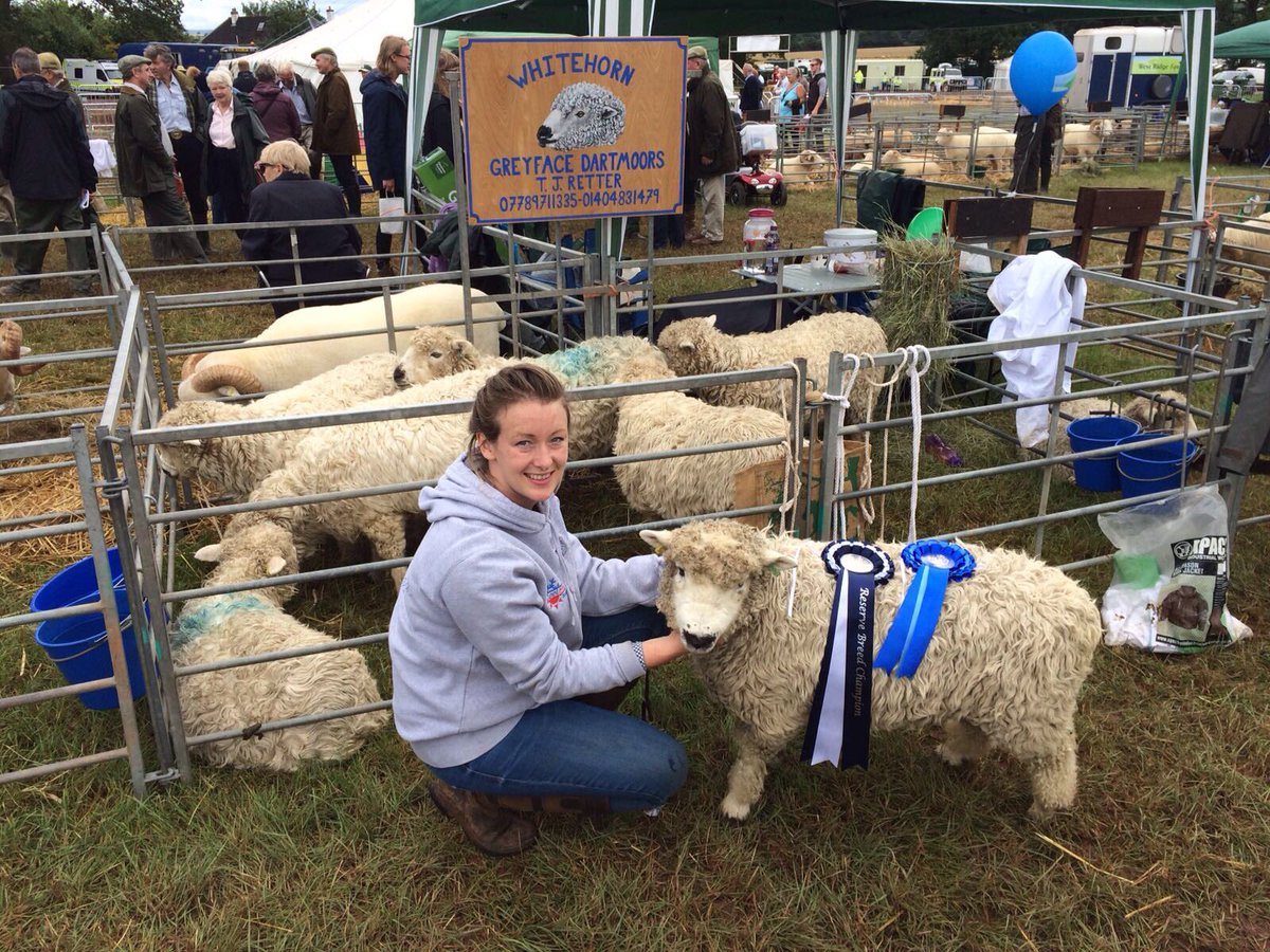 GreyfaceW's tweet photo. We only went and won Reserve Breed Champion @middevonshow on Saturday with our home breed ram lamb! #proud #Sheep365 #Dartmoor @CoolHeatSW https://t.co/Rm3gjxLw4D