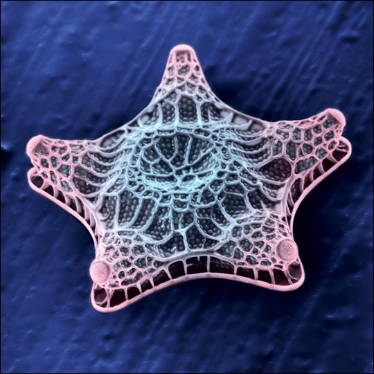 amanda_thpanda's tweet photo. This is supposed to be a #diatom that is used in paint... coolest thing I've ever seen under a #microscope.
#bio120sum17
@NutmegSomething https://t.co/3EaV3cs5xm