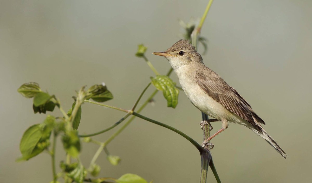 BirdingInGreece's tweet photo. Are you in Athens,Greece for vacations? Check this out! ( Hippolais pallida,Eastern Olivaceous Warbler) https://t.co/80xJam907V
