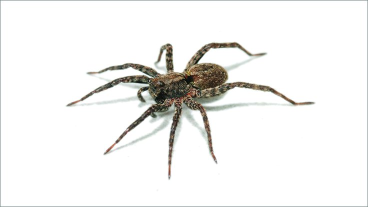 PCTMagazine's tweet image. A recently-discovered spider was named after a familiar arachnid from the Harry Potter series ow.ly/crSf30dSdC3