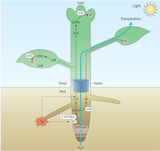 NaturePlants's tweet photo. [News &amp; Views] Organ communication: Cytokinins on the move https://t.co/4nUYd51xS9 [about this article: https://t.co/PLKM4QSbpW] https://t.co/pDqH6LaRqd
