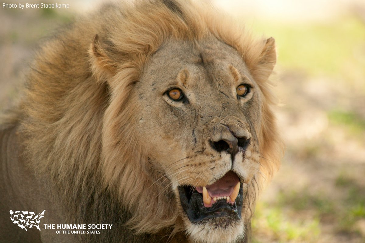YarosisNancy's tweet photo. #RIPXanda Tell Zimbabwean gov't not to export #Xanda 's body as a trophy #BanTrophyHunting https://t.co/3N4wBgxk9j  https://t.co/rFTIHPBqzm