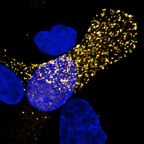 Pitt_PMI's tweet photo. Interested in #pandemic #influenza viruses? Meet Seema Lakdawala #JoinPMI
https://t.co/zv1UphZhBK https://t.co/IBFE5NHP2m