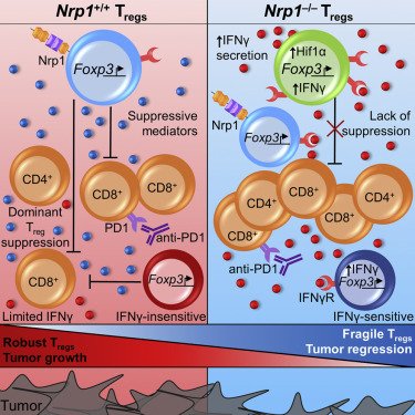 Pitt_PMI's tweet photo. Interested in immune regulation during #cancer? Meet Dario Vignali #JoinPMI #immunotherapy https://t.co/VgfqoCqSHr https://t.co/6BPbD1ghq4