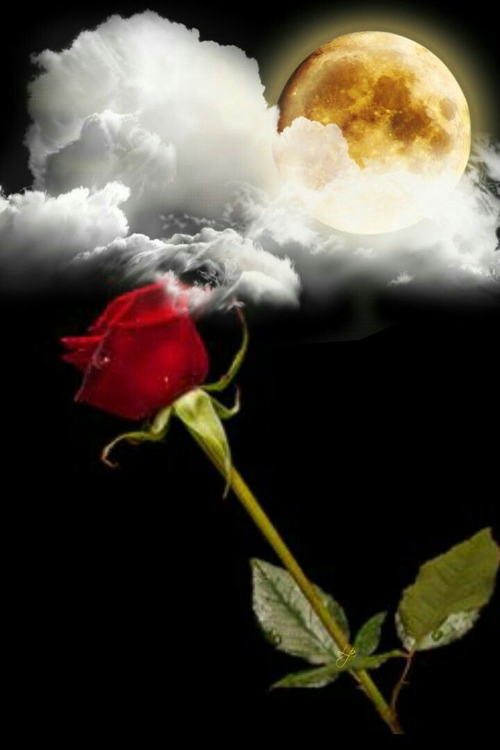 <a href="/monicasloves/">Monica Cates</a> <a href="/charris197/">Cindy Harris</a> <a href="/LO2BSH/">LO2BSH</a> @jewelsking_king <a href="/aplacetodock/">Julia ~ Starseed</a> @Xfiles_Man <a href="/mainzina/">Elizabeth</a> <a href="/SimplesmenteSyl/">💄💋🍓SYL🍒👠🍷</a> @blouin5_marie <a href="/IsabelPerez1232/">💦Isabel Perez 💦</a> <a href="/11Esperena/">Esperanza Jimenez gonzalez</a> <a href="/atatenea/">Maria G.</a> <a href="/WalterHomeroPe4/">Walter Homero Perez</a> <a href="/LatofaOb/">👑❤Latifa❤👑</a> <a href="/mecenas229/">❤️ Stanisław 💞 🙋‍♂️</a> <a href="/LOYALFAN1/">DONNA CARRIERE</a> <a href="/MartaAvendao/">Marta Avendaño 🍃🌸</a> <a href="/Lee888123/">Lee</a> <a href="/carvalheucilene/">eucilenecarvalho</a> @CristinPereyra <a href="/SuzanneLepage1/">Suzanne Lepage</a> <a href="/peac4love/">Ceni</a> <a href="/huskorkut/">huskorkut</a> <a href="/Estrella51Ahora/">♡☆My Star☆♡</a> <a href="/lilitaprofesion/">liliana garcia</a> <a href="/julzsg59/">Julia</a> <a href="/IzabelleCova/">🌺 Iza 💦</a> <a href="/eoff_sylvia/">Sylvia</a> <a href="/castellanosce/">César Hernando Castellanos Orozco</a> <a href="/MarionSpekker/">Marion Spekker</a> <a href="/LupitaCampos13/">Lupita Campos</a> <a href="/nina_puerto/">NiNA 3000 🌹🌹🌹</a> @Natali122550 <a href="/LaniJDav/">Lani</a> <a href="/MariaBulacio/">Andrea  🇦🇷</a> <a href="/angelicagallegs/">🇧🇷 ♫J.Angelica G. Gallegos♫🇧🇷</a> <a href="/amiha_mu/">愛美羽 🌺Amiha🌺</a> <a href="/trcas/">Tere</a> <a href="/TuTulsa/">tulsa</a> <a href="/kawalpeet/">kawal preet</a> @puscatelle <a href="/cfacid/">Cfacid 🌴🐠</a> <a href="/aliciagarciaga6/">Alicia garcia garcia</a> <a href="/zerok_z/">Asi ♡</a> <a href="/Sylv33/">Sylvie-T 🪷🌏🧳🎶🌹</a> <a href="/aldry1061/">Adriana</a> <a href="/holly_shehan/">Holly Shehan</a> <a href="/exprezoe1/">REALLY... It's ME...</a> Hi Monica🌹Beautiful Evening For You and All!!!❤️🌹❤️