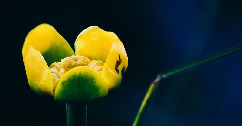 mazahito's tweet photo. Scarface https://t.co/I3Q8BFBPYh #yellowwaterlily #waterlily #brandybottle #nupharlutea #Nymphaeaceae #valokuvaus #photography #naturephotos https://t.co/XFBSAA6q1J