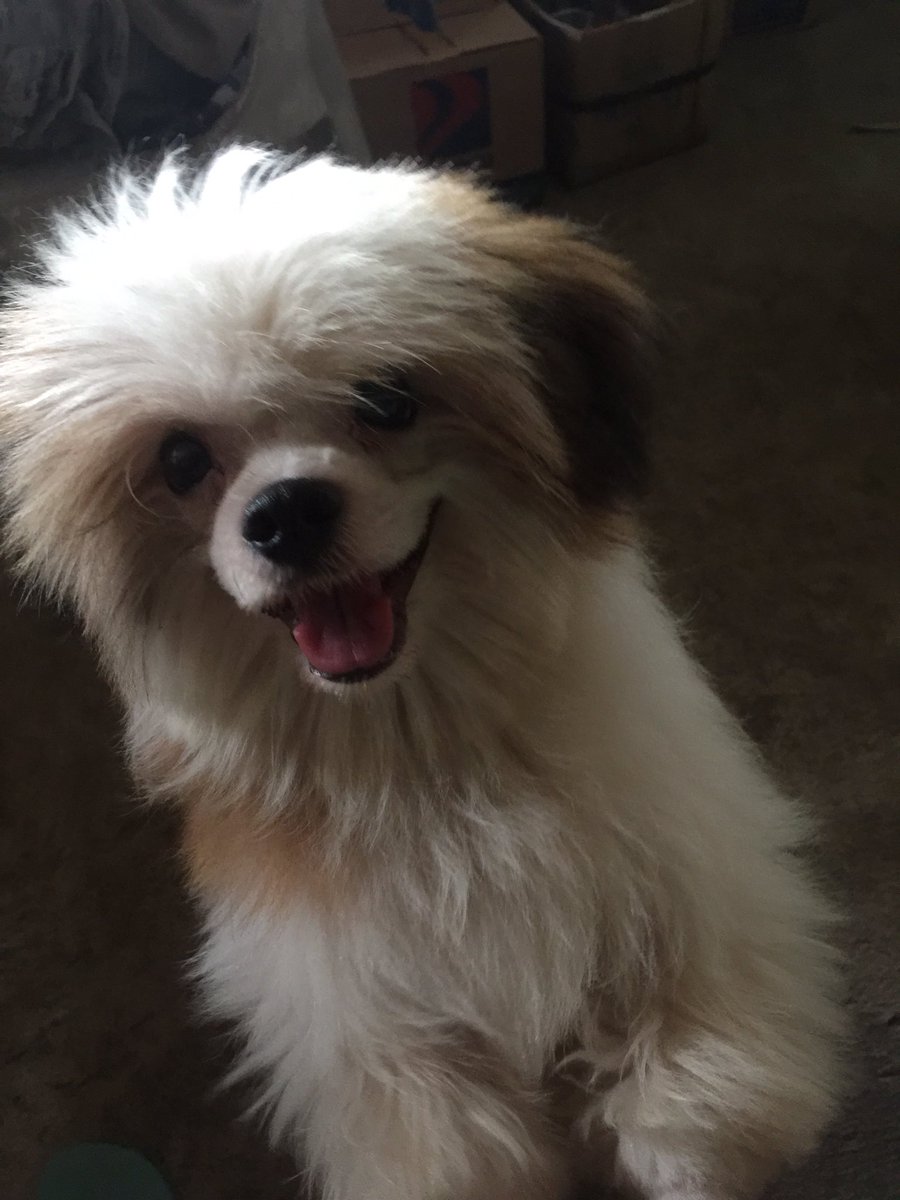 DayDavid3's tweet photo. Oh my baby don primo😘 https://t.co/dujANKe3qz