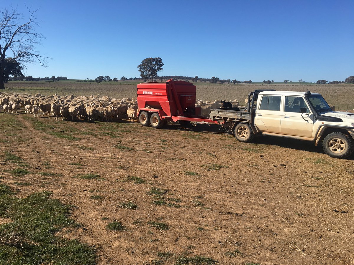 Feedings ewes and lambs, after a cracking start to the season hope it rains again soon 🤞🏻