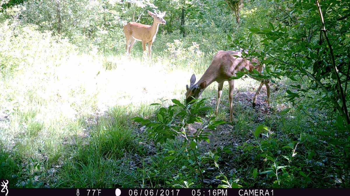 Milkamp3's tweet photo. Growing nice. A few kitchen bucks floating around. @shedheads1 @MIWhitetail @huntallyear90 @HuntLifeDaily https://t.co/MlUTOrVpl1