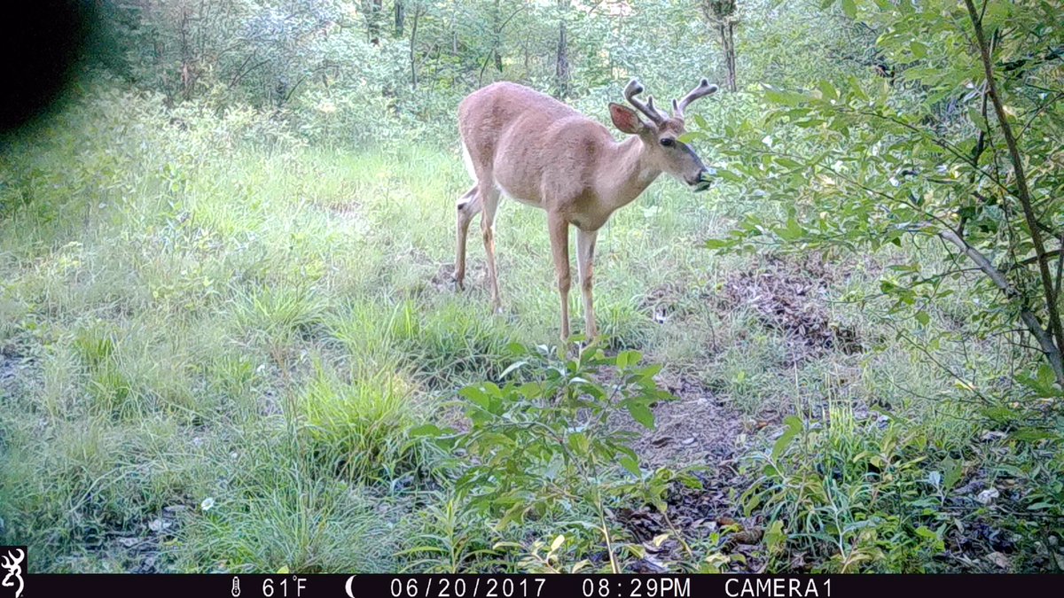 Milkamp3's tweet photo. Growing nice. A few kitchen bucks floating around. @shedheads1 @MIWhitetail @huntallyear90 @HuntLifeDaily https://t.co/MlUTOrVpl1