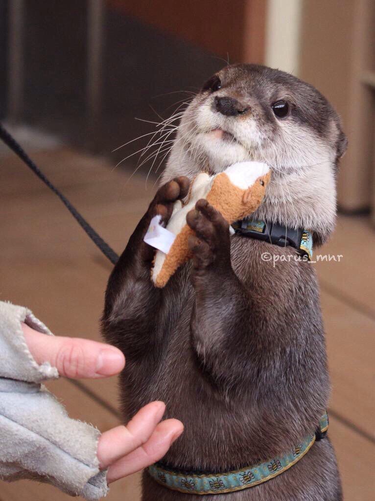 animalaround's tweet photo. ไม่ได้!! อันนี้ของเค้า https://t.co/qOCbL7qSMq