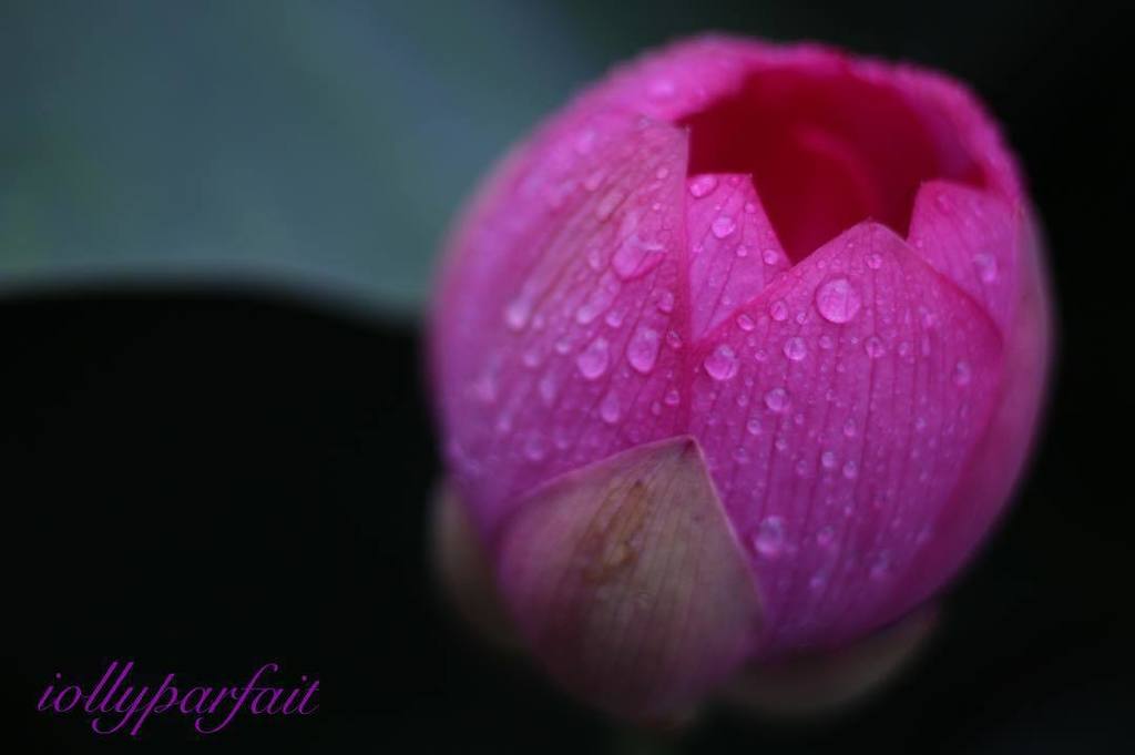 jolieparfaite_s's tweet photo. 雨上がりの蓮②
*
#蓮 #蓮の花 #蓮の花畑 #雨上がり #写真好きな人と繋がりたい #写真撮ってる人と繋がりたい #instaphoto #canon #カメラ女子 #vegan #vegansweets #macrobio… https://t.co/0zOHSTyvVt https://t.co/RXhiDazExK