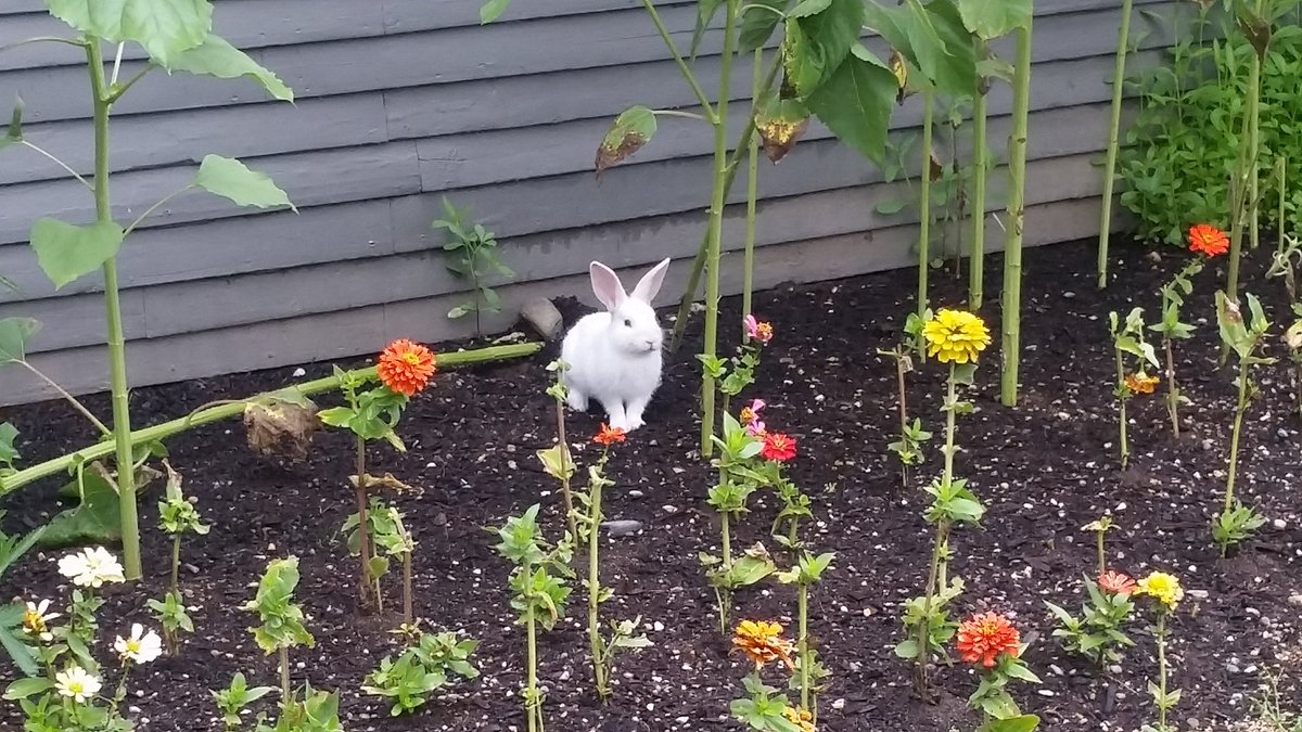 FearlessOphelia's tweet photo. This is why I love #Vermont.
#RandomAnimals #VT https://t.co/8xTAtuuyu6