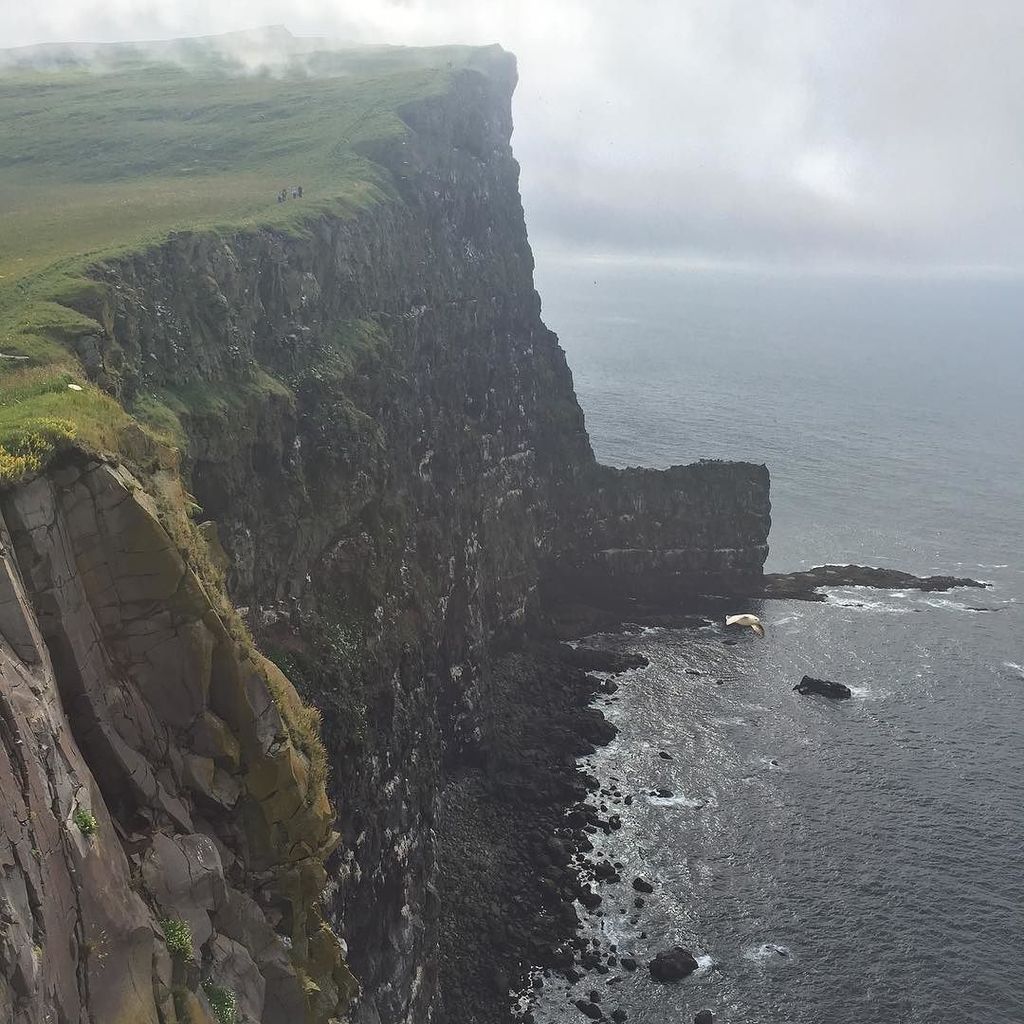 RoanParrish's tweet image. latrabjarg cliffs. freewheeling gulls and puffins, seals, and walking up higher than the clouds. 
#iceland #nofilt… ift.tt/2uSDrV9