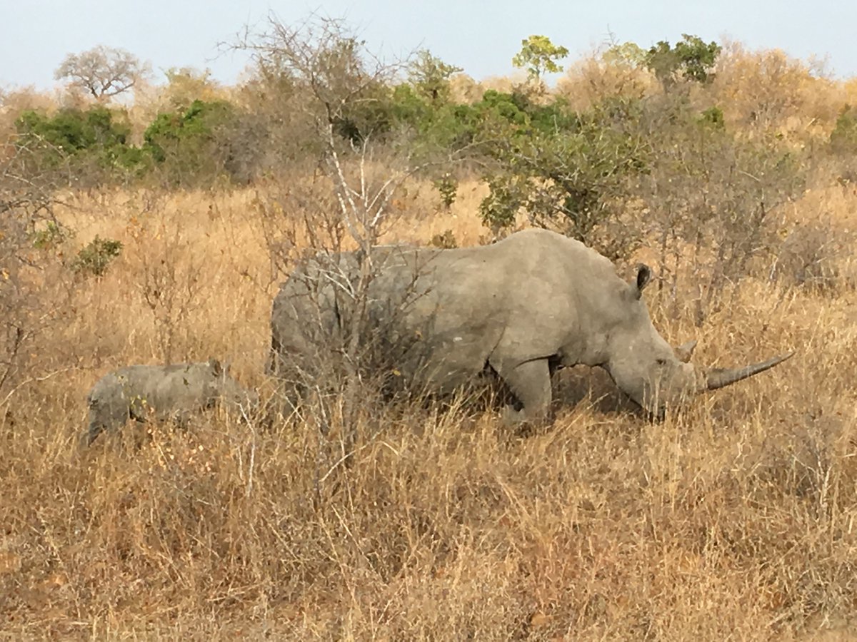 SOU_Honors's tweet photo. #SOUHonorsinSouthAfrica https://t.co/irhOUb5G0l