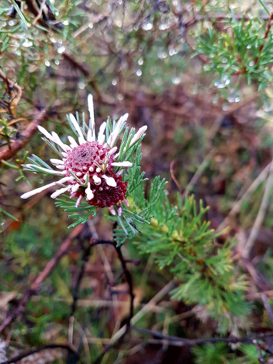 SarahLuxton's tweet photo. Isopogon asper &amp; Petrophile biloba ~ nearly there! Perth hills. #ozplants  @WildflowerSocWA https://t.co/Cx3iImBYQw