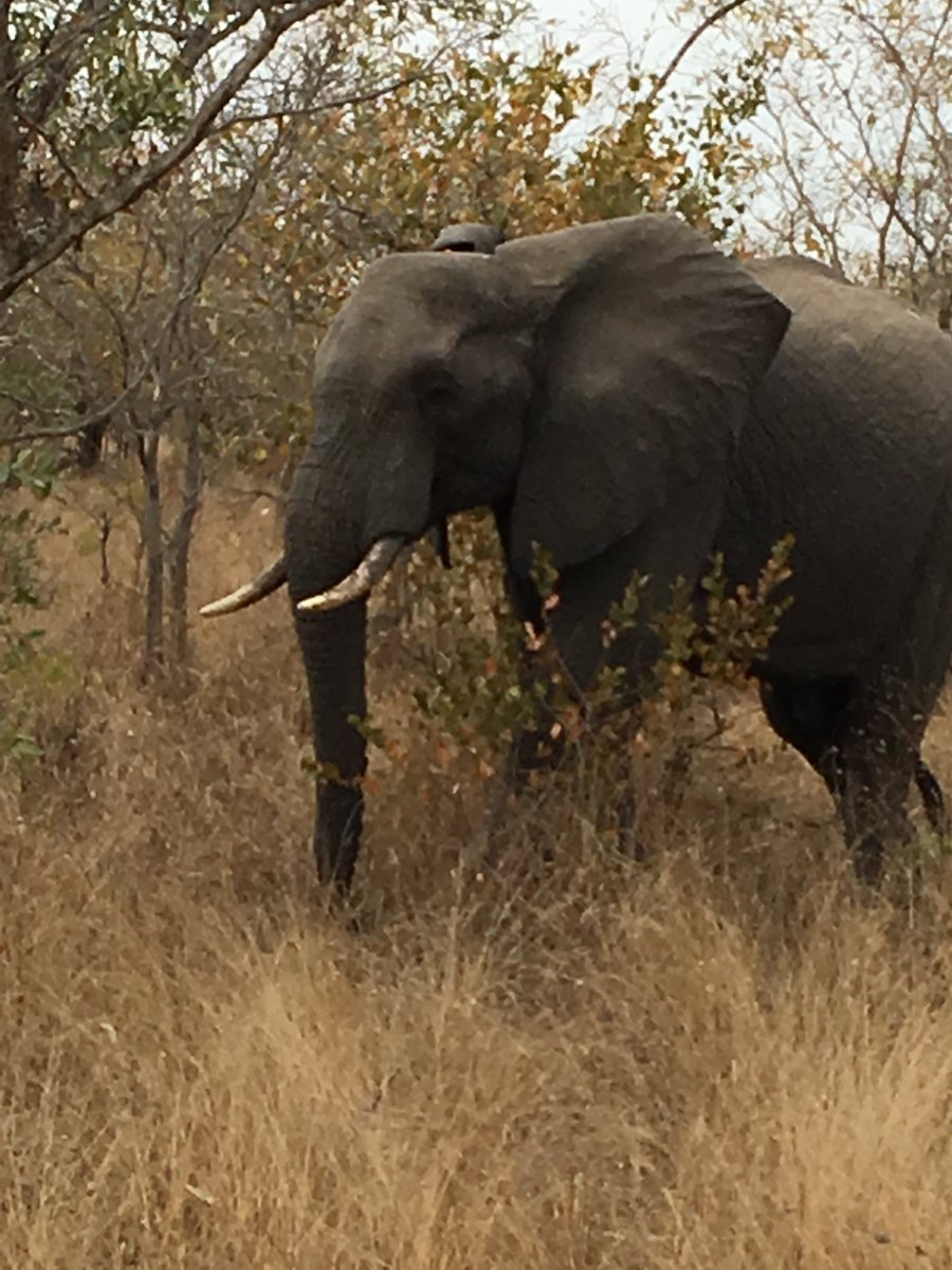 SOU_Honors's tweet photo. #SOUHonorsinSouthAfrica https://t.co/WvZy4QFUZr