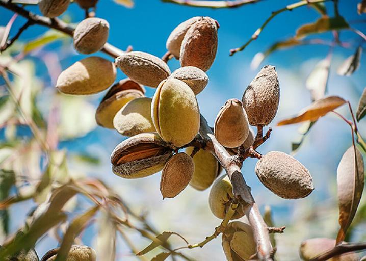 aehofficial's tweet photo. Explore these 5 smart ways to use almonds! Eat smarter, not harder:
https://t.co/LCgO4oF4XY

#organic #raw #vegan #paleo #almonds https://t.co/N5sgAef6nd