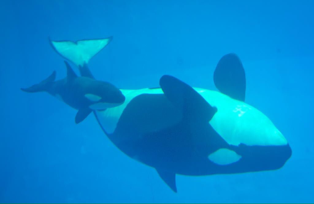 Daniel_SeaWorld's tweet photo. @SeaWorld @SeaWorldTexas An angel above watching over. Kyara was such a blessing. Condolences and much love to the SeaWorld animal care team. ❤️ https://t.co/kBe30t1Vpv