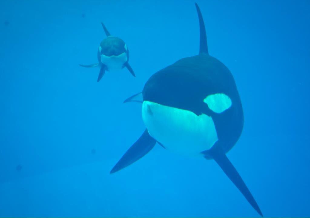Daniel_SeaWorld's tweet photo. @SeaWorld @SeaWorldTexas An angel above watching over. Kyara was such a blessing. Condolences and much love to the SeaWorld animal care team. ❤️ https://t.co/kBe30t1Vpv