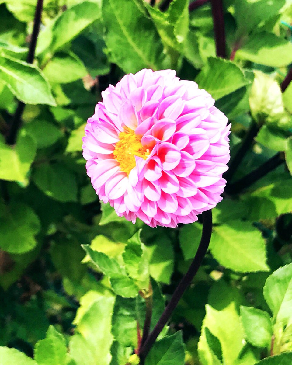 ট ইট র 凛ママ ஐ 不具合中 ポンポンダリア ポンポンダリア Pompondahlia Dahlia ダリア ガーデンダリア ポンポン咲き 花 フラワー Flower 庭の花 写真 花が好きな人と繋がりたい Goodmorning おはようござい