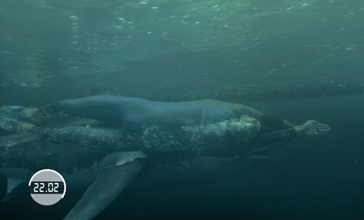 CanadaGoldBBB's tweet photo. Great White Takes Gold! Shark Bests Phelps by 2 Seconds https://t.co/dp5kjYHgsW https://t.co/29BzJMFvmh https://t.co/HccuURXlXb