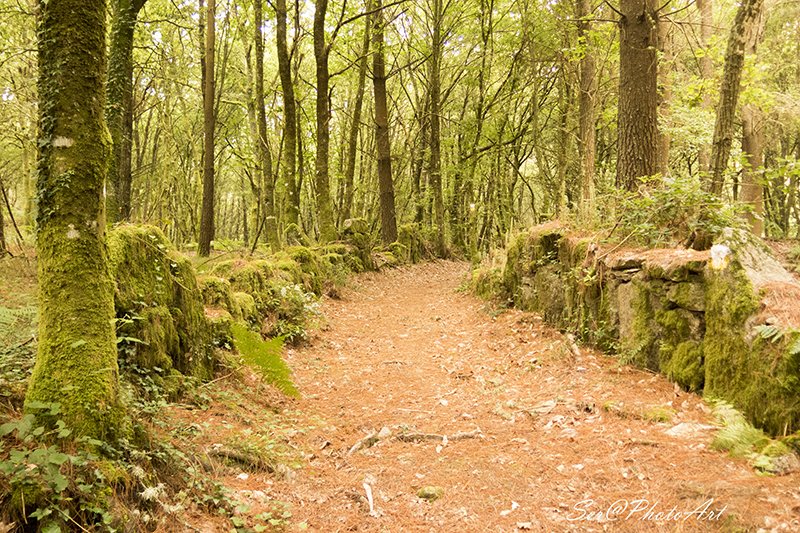 SeraPhotoArt's tweet photo. Feliz #DiaDeGalicia, a nosa terra ten arte, cultura, música, tradición, historia, patrimonio vexetal, é un verdadeiro paraiso. Viva Galiza.🤣 https://t.co/el35EacOrm