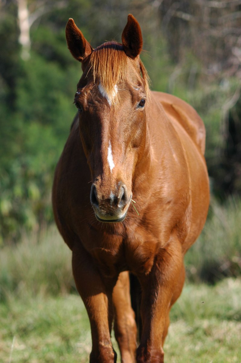 Lyons_Gate_Farm's tweet photo. 8 Ways Your Horse Says “I Love You”
https://t.co/huY4KMwxDu
#lyonsgatefarm #lyonsgatedressage #quarterhorse https://t.co/uz6pVlhViA