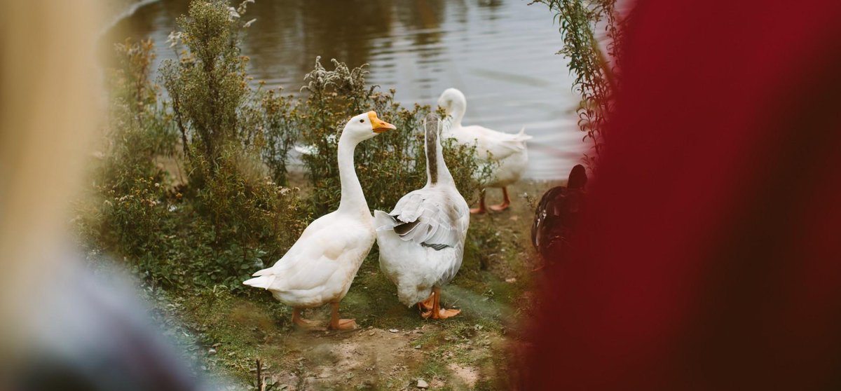 Découvrez Lotbnière! @OTLotbiniere vous propose plein d'activités pour cet été! #vacances #lotbiniere ow.ly/9kPg30dRDMG