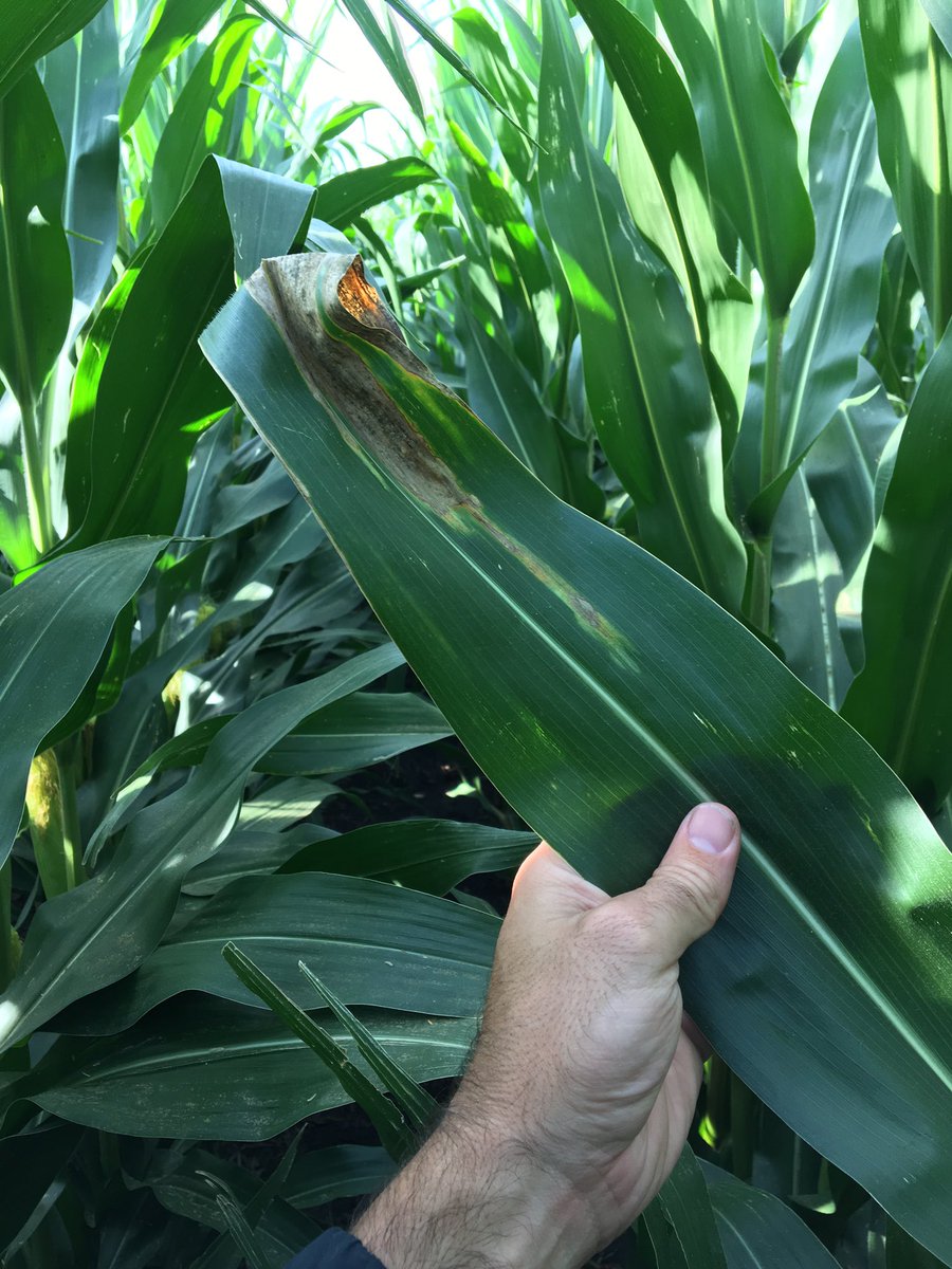 Weberbrisu's tweet photo. Early signs of Goss's Wilt in a susceptible competitive product showing up in a test plot today.  Fungicide has no activity on #gosswilt https://t.co/cBwZErOa9W