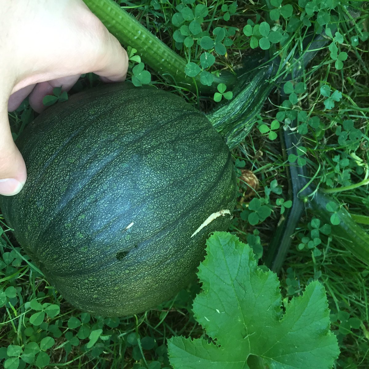 brainexploderrr's tweet photo. #PatchWatch #PatchWatch2017 look at this sucker!! @SammyHain 🎃🎃🎃 @hilty75 https://t.co/pzV1AnZTQe