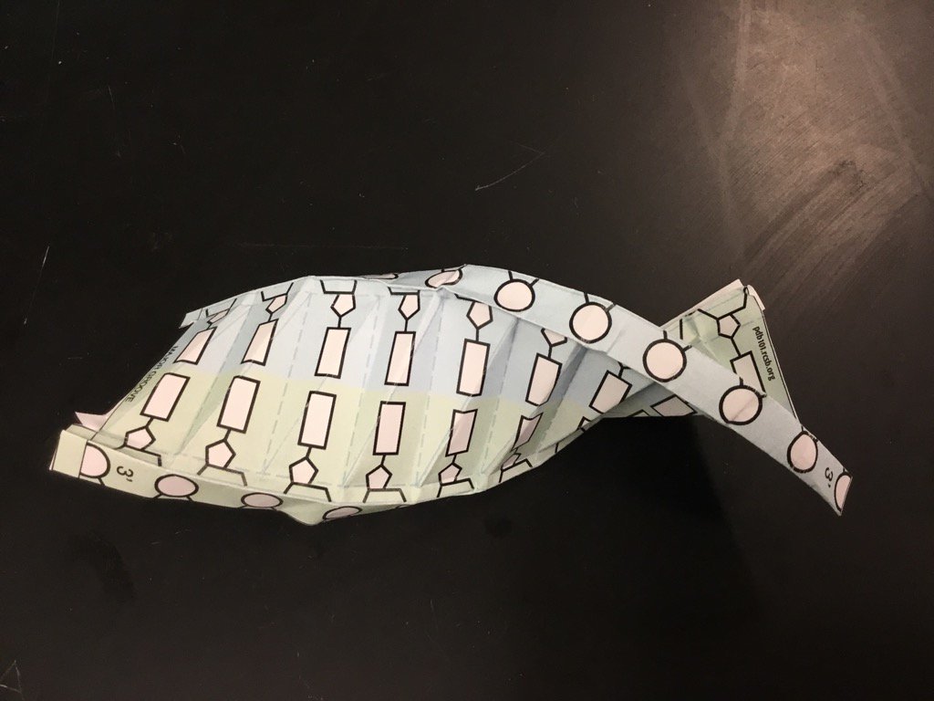hongqin's tweet photo. paper model of #DNA #qbio17 #bioquest @buildmodels @rcsbPDB #PDB101 https://t.co/gGNH7uBtKe