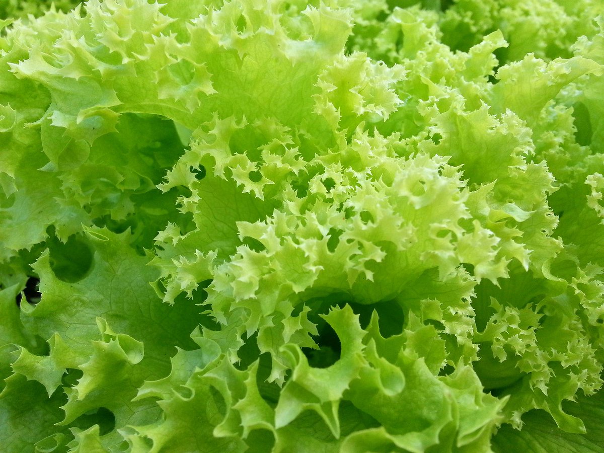 craftedcrustokc's tweet photo. It's #TellAnOldJokeDay - We couldn't think of any about pizza, so if you hear one lettuce know. https://t.co/fgqEfUUHfI
