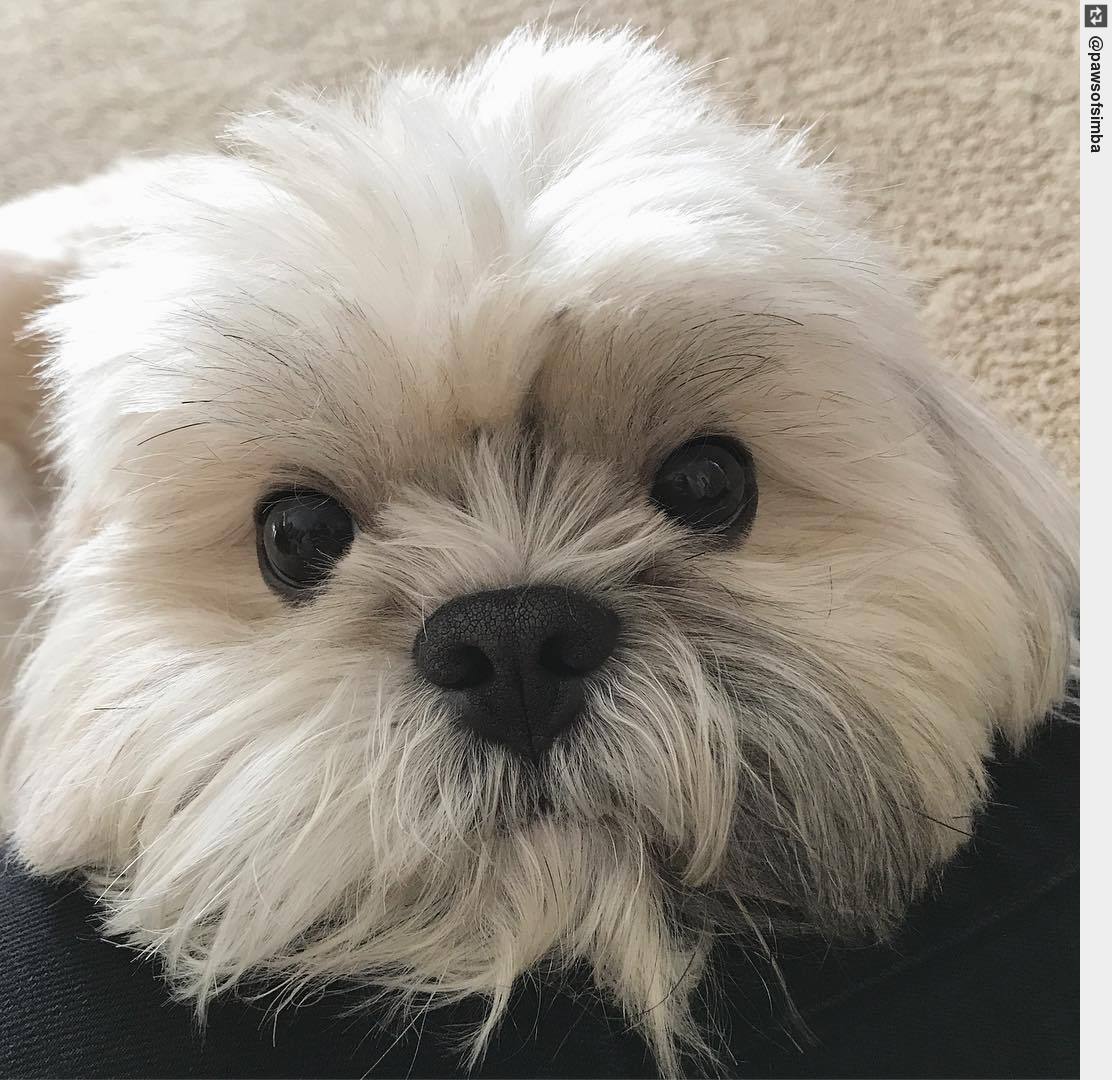 IngloriousDogs's tweet photo. I will stare at you until you give me treats ๐ #isitworkingyet #ihaveallday #puppy #puppies #puppylove https://t.co/8z2ph1G1BB