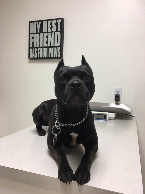 Bella at the vet today 💕 https://t.co/Brc7pSrfOA<a href="/tag/leapyear"class="tags"><span>#leapyear</span></a><a href="/tag/february29"class="tags"><span>#february29</span></a><a href="/tag/onceevery4years"class="tags"><span>#onceevery4years</span></a>