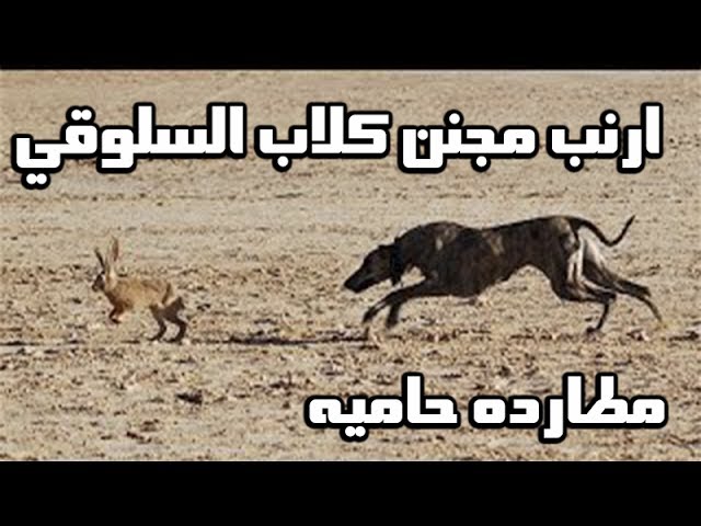 alom3said's tweet photo. #قروب_الصيد
ارنب مدوخ كلاب السلوقي مطاره 
https://t.co/gf5sn9iRtU https://t.co/BJyNYLcccs