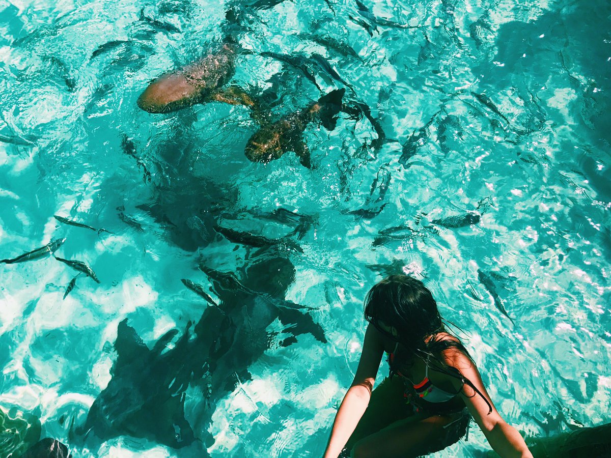 reporting live from shark week #FollowAdpiTo