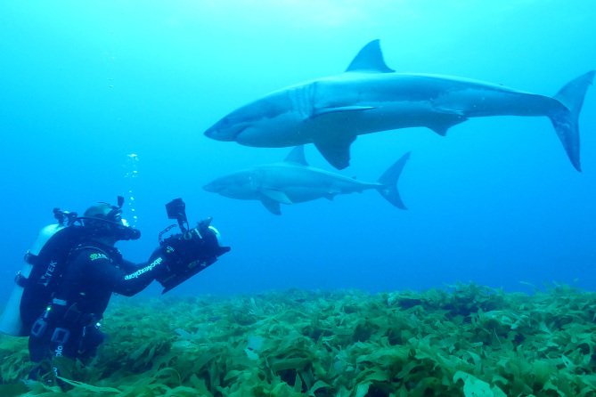 SharkWeek's tweet photo. Guess where #SharkWeek is going next? It's "Return To The Isle of Jaws" starting on @Discovery NOW. https://t.co/rDLzYeLB8h