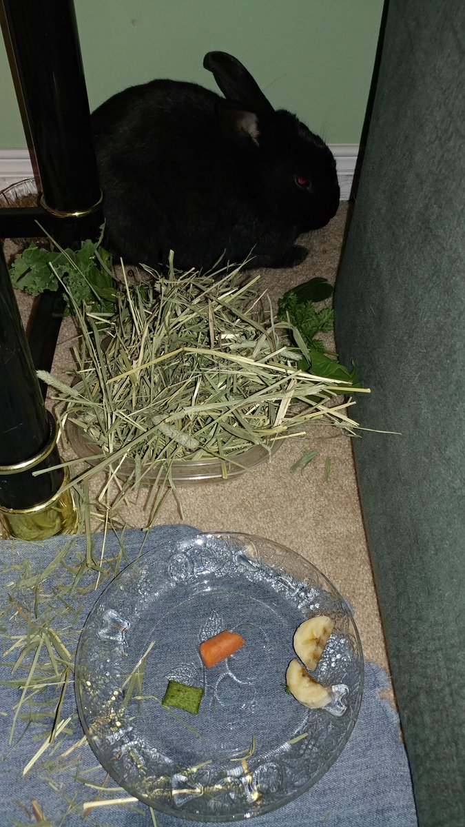 RagingRabbits's tweet photo. Gamma left me at the vet's all day for "observation". 😠That means being poked, prodded and force fed by strangers. #nothappy #stillnoteating https://t.co/HxC8scyN3j