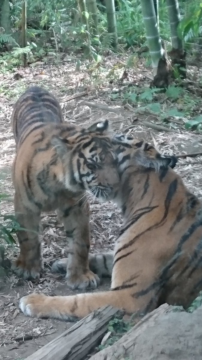Riku 子トラたちがデルに甘える 様子は 見ていて本当に可愛いですよね 写真は額の模様からファントムくんのような気がします 自分もこのスリスリ甘える光景を見るたびに和みます