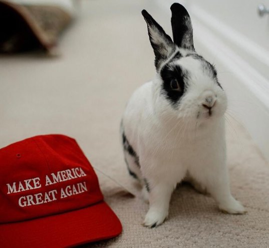 realMarlonBundo's tweet photo. #UnlikelyPetTricks Stealing the hearts of a nation. #PencePets #MarlonBundo 🐰 #PicklePence🐱 #HazelPence🐱#HarleyPence 🐶 #MakePetsGreatAgain https://t.co/XtXo8pMpDX