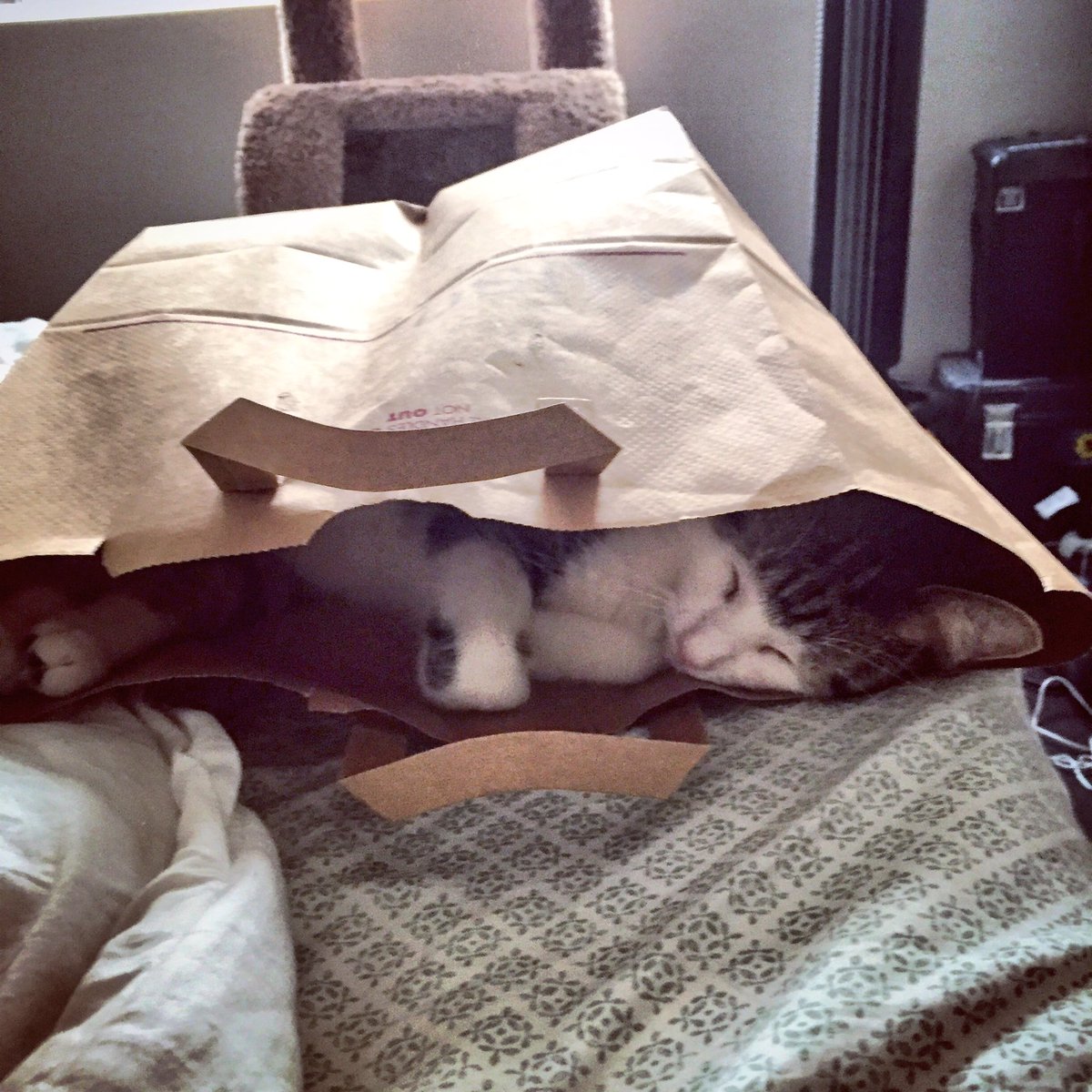 LowKeyTheCat's tweet photo. Forever a trash cat.  #LowKeyTheCat https://t.co/BvqyaIZbxi