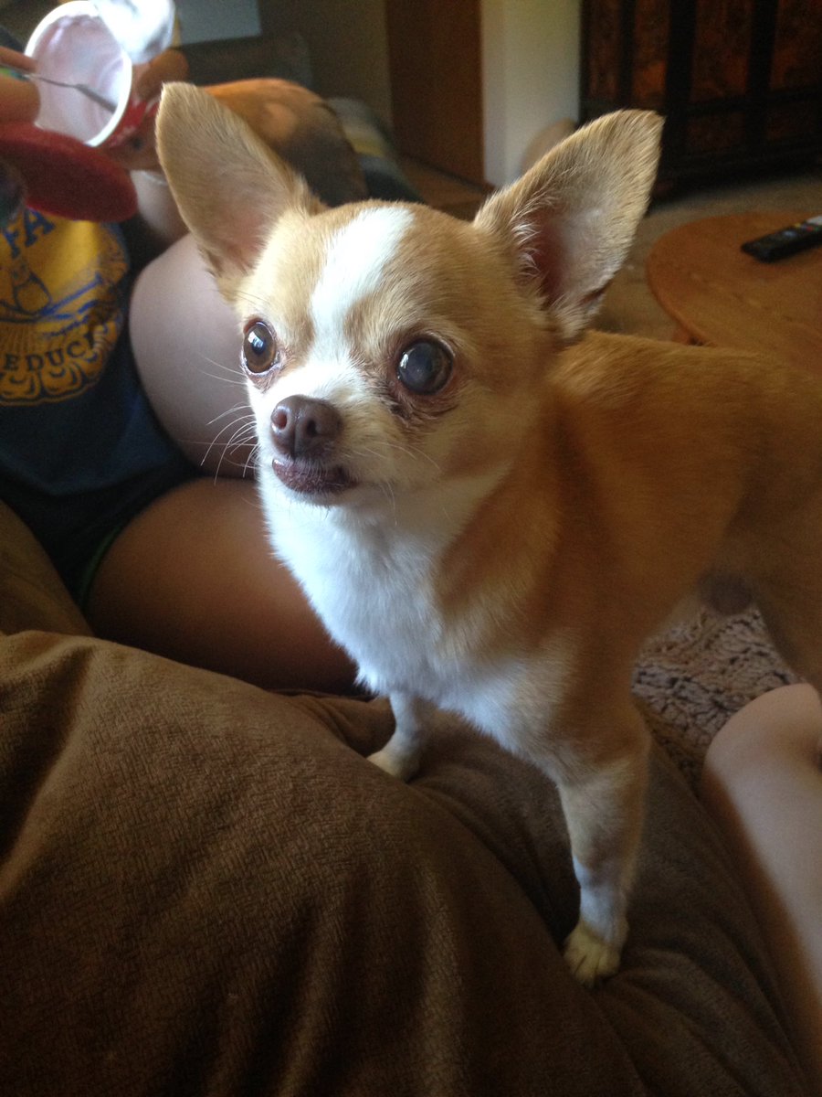 NuggetHarley's tweet photo. My humans are assholes, they keep tease me with all that sweet succulent food I just want to taste! #Harleyproblems https://t.co/JzVxJHxhxF